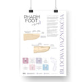 PLAKAT 480 x 680 BUDOWA PAZNOKCIA