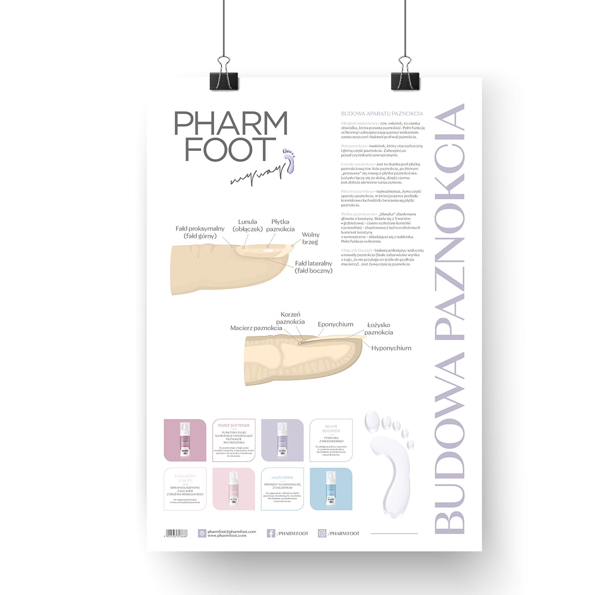 PLAKAT 480 x 680 BUDOWA PAZNOKCIA
